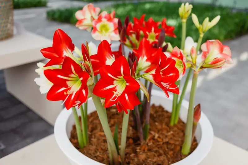 How to Plant Amaryllis Bulbs
