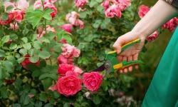 How to Prune Shrub Roses for More Blooms and Stronger Plants