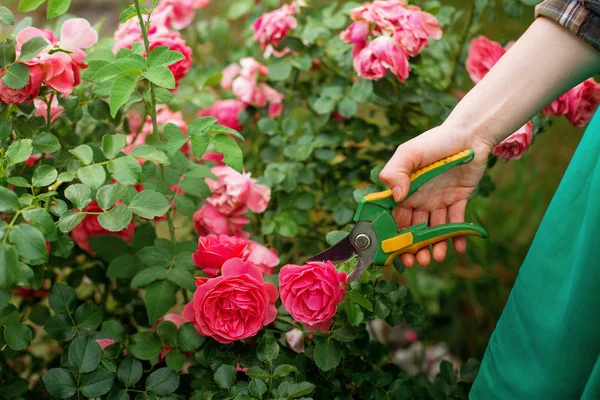 How to Prune Shrub Roses for More Blooms and Stronger Plants