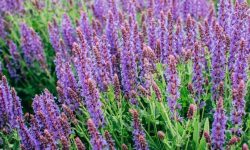 Is Salvia a Perennial? Discover How to Grow It for Lasting Color