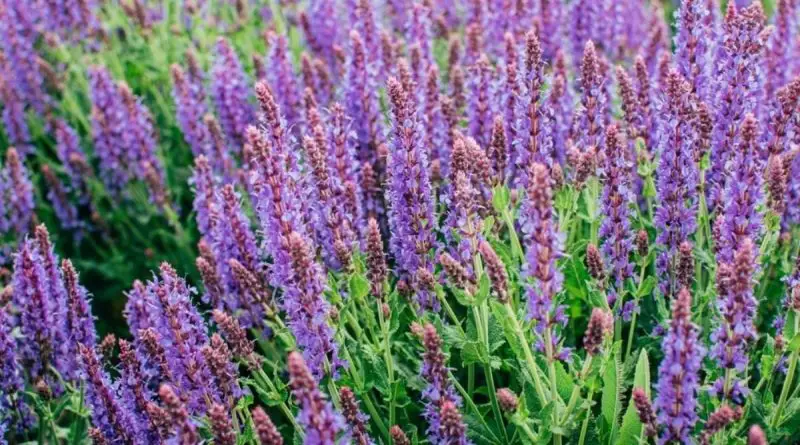Is Salvia a Perennial? Discover How to Grow It for Lasting Color