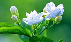 When Does Jasmine Bloom and How to Extend Flowering Time