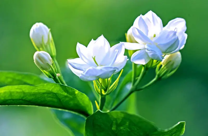 When Does Jasmine Bloom and How to Extend Flowering Time