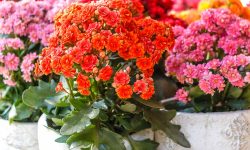 How to Prune Kalanchoe the Right Way to Keep It Blooming Longer