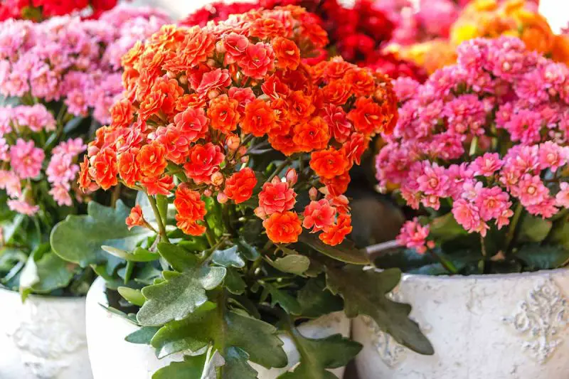 How to Prune Kalanchoe the Right Way to Keep It Blooming Longer