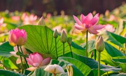 Where Do Lotus Flowers Grow: Learn About Their Natural Homes