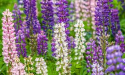How to Plant Lupine Seeds: Expert Care Tips for Stunning Flowers