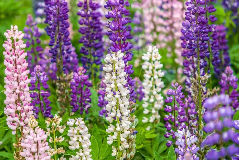 How to Plant Lupine Seeds: Expert Care Tips for Stunning Flowers