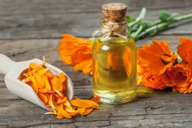 How to Make Calendula Oil for Maximum Potency and Benefits