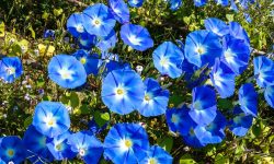 When Do Morning Glories Bloom: Expert Tips for a Colorful Garden