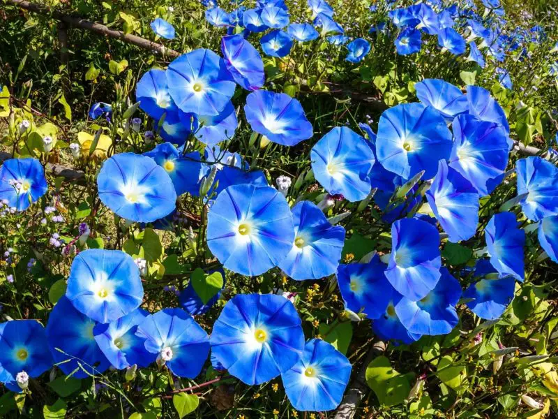 When Do Morning Glories Bloom: Expert Tips for a Colorful Garden