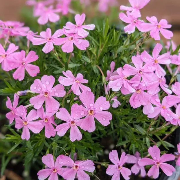 How Long Does Creeping Phlox Bloom? Secrets to Lasting Color