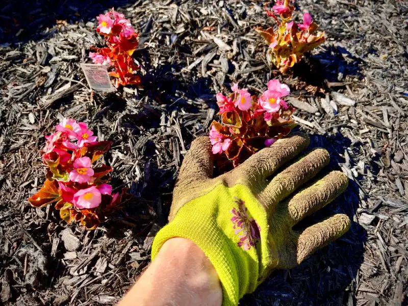 How to Overwinter Begonias: Save Tuberous and Wax Types Easily