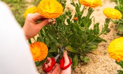 How to Harvest Calendula: Expert Tips for Maximum Flower Quality