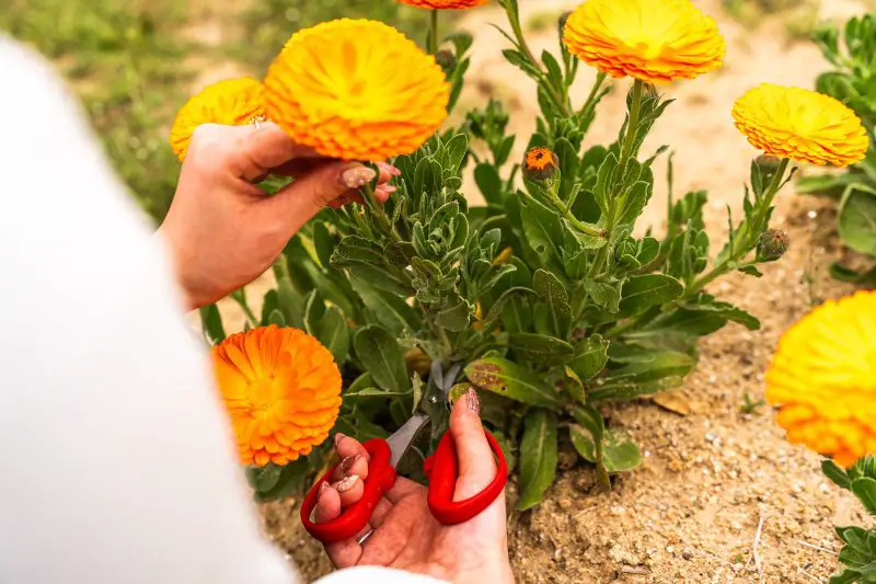 How to Harvest Calendula: Expert Tips for Maximum Flower Quality