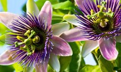 How to Grow Passion Flower: Tips for Vibrant Blooms All Year