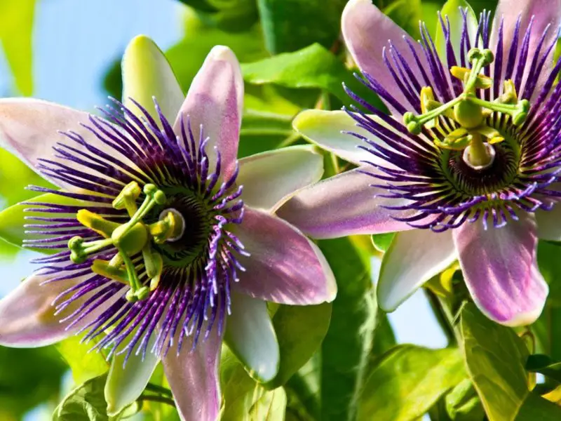 How to Grow Passion Flower: Tips for Vibrant Blooms All Year