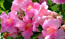 When Do Trumpet Vines Bloom? Seasonal Tips for Stunning Color
