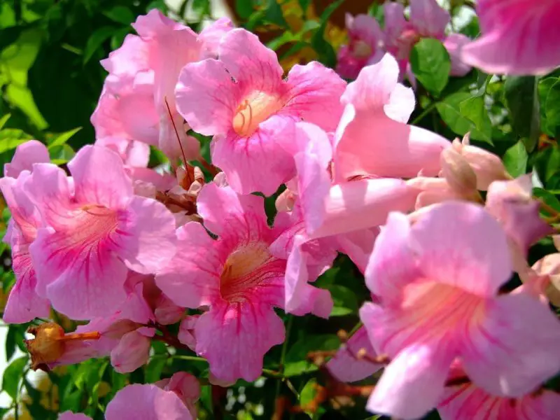 When Do Trumpet Vines Bloom? Seasonal Tips for Stunning Color