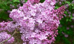 When to Plant Lilac Bushes for Best Growth and Vibrant Flowers