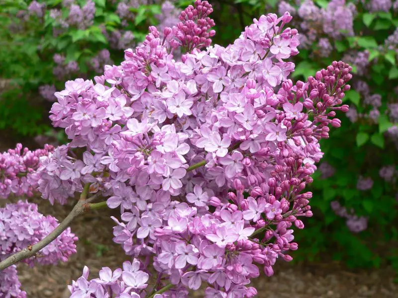 When to Plant Lilac Bushes for Best Growth and Vibrant Flowers