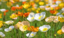 When Do Poppies Bloom? Tips for a Garden Full of Vibrant Blooms