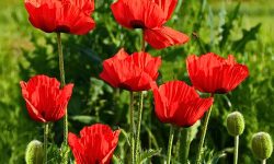 How Long Do Poppies Bloom? Essential Tips for Lasting Blooms