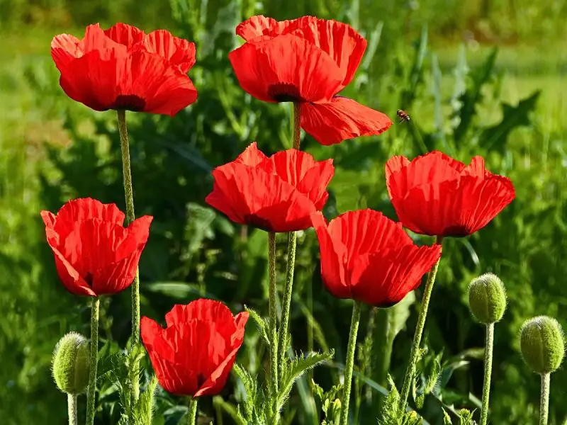 How Long Do Poppies Bloom? Essential Tips for Lasting Blooms