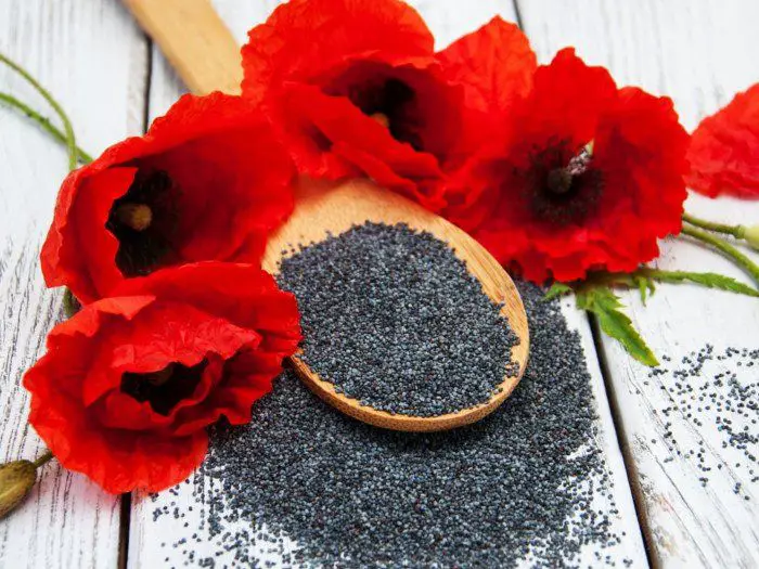 How to Make Poppy Seed Tea: Best Methods for Flavor and Benefits