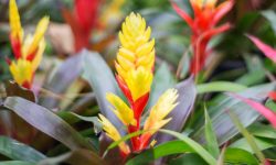 How to Propagate Bromeliads: Step-by-Step Guide for Best Results
