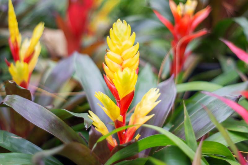 How to Propagate Bromeliads: Step-by-Step Guide for Best Results