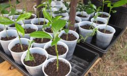 How to Propagate Gardenia: Expert Techniques for Healthy Plants