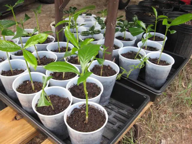 How to Propagate Gardenia: Expert Techniques for Healthy Plants