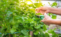 How to Propagate Jasmine for More Blooms and Fragrance Garden
