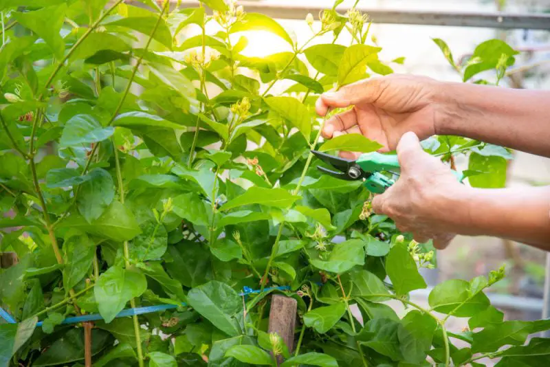 How to Propagate Jasmine for More Blooms and Fragrance Garden