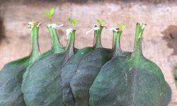 How to Propagate Kalanchoe Quickly for More Beautiful Plants