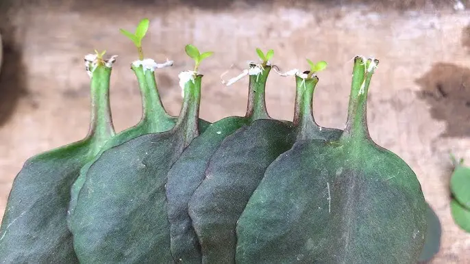 How to Propagate Kalanchoe Quickly for More Beautiful Plants