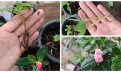 How to Propagate an Azalea: Expert Tips You Need for Success