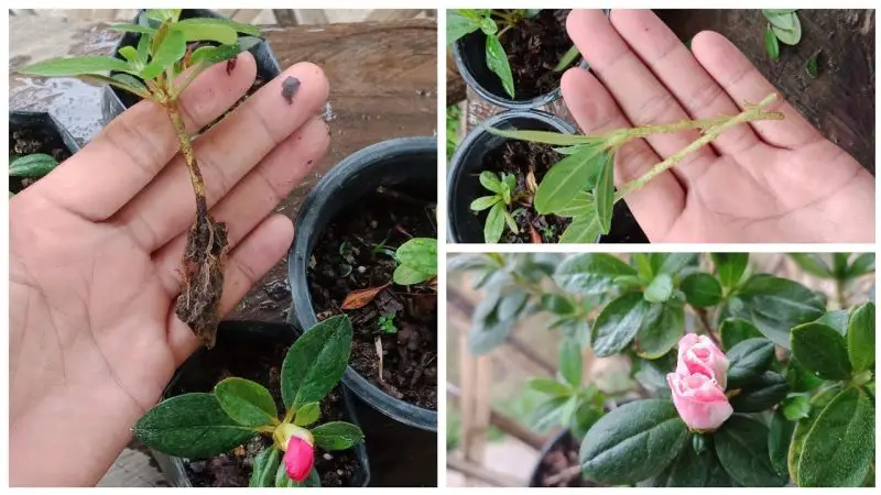 How to Propagate an Azalea: Expert Tips You Need for Success