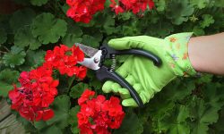 How to Prune Geraniums for Bigger Blooms and Stronger Growth