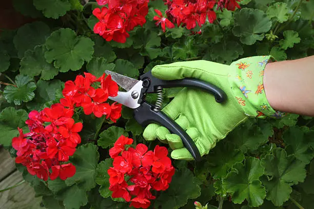 How to Prune Geraniums for Bigger Blooms and Stronger Growth