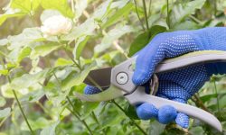 How to Prune Jasmine Properly in Every Season for Lasting Beauty