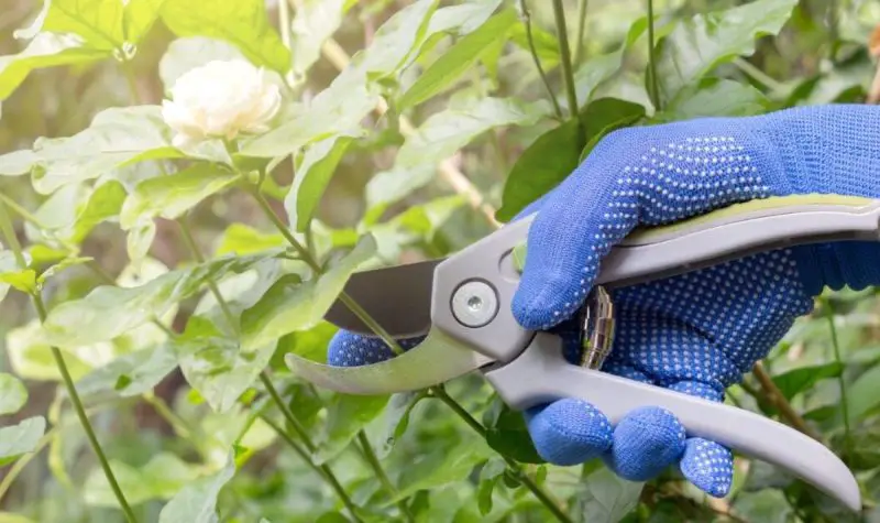 How to Prune Jasmine Properly in Every Season for Lasting Beauty