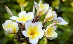 How to Prune Plumeria for Bigger Blooms and Stronger Growth