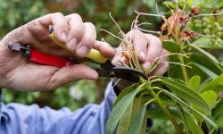 When to Prune Rhododendrons: Timing Tips for Maximum Blooms