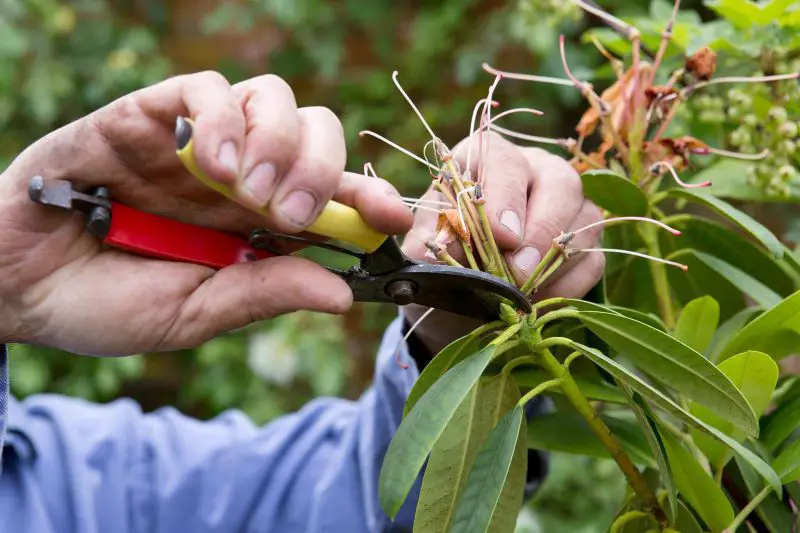 When to Prune Rhododendrons: Expert Timing Tips for Maximum Blooms