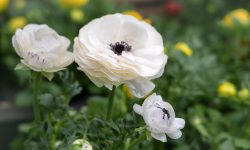 How Long Do Ranunculus Bloom? Care Tips for Longer Blossoms