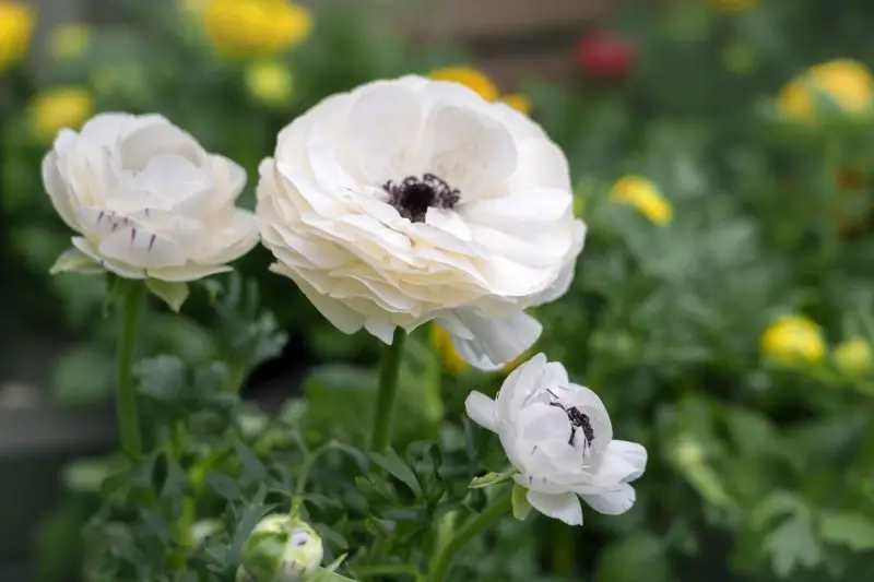 How Long Do Ranunculus Bloom? Essential Care Tips for Longer Blossoms