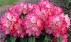How to Plant Rhododendron Successfully: Tips for Healthy Growth