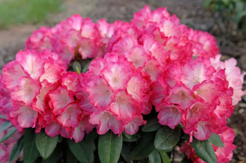 How to Plant Rhododendron Successfully: Tips for Healthy Growth